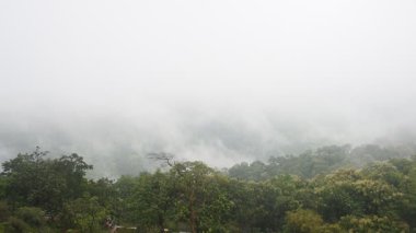  Hindistan 'da ormanı sis kaplıyor.