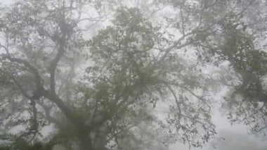  Hindistan 'da ormanı sis kaplıyor.