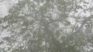  Hindistan 'da ormanı sis kaplıyor.