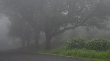  Hindistan 'da ormanı sis kaplıyor.