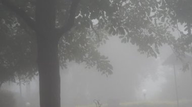  Hindistan 'da ormanı sis kaplıyor.