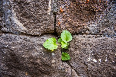 Aurangaabd 'ın yaklaşık 15 km kuzeybatısında bulunan Antik Daulatabad Kalesi veya Devgiri Kalesi ortaçağ döneminin en güçlü kalelerinden biriydi. 14. yüzyılda inşa edilmiş..