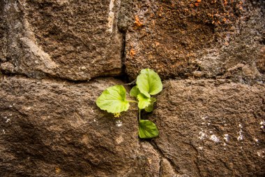 Aurangaabd 'ın yaklaşık 15 km kuzeybatısında bulunan Antik Daulatabad Kalesi veya Devgiri Kalesi ortaçağ döneminin en güçlü kalelerinden biriydi. 14. yüzyılda inşa edilmiş..