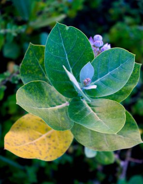 Ormanda yabani bitki