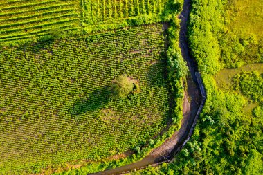 Hindistan 'daki yeşil soya tarlasının havadan görünüşü, tarım endüstrisi.