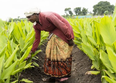 Yeşil zerdeçal tarlasında çalışan Hintli çiftçi.