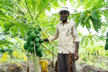 Papaya çiftliğinde çalışan Hintli çiftçi.