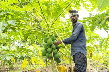 Papaya çiftliğinde çalışan Hintli çiftçi.