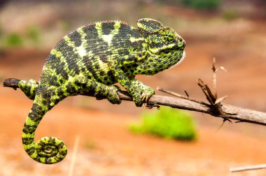 Ormandaki Hint Bukalemunu, Chamaeleo zeylanicus.