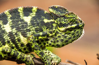 Ormandaki Hint Bukalemunu, Chamaeleo zeylanicus.