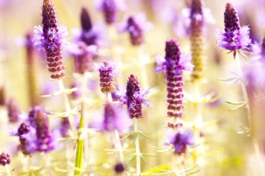 Güzel çiçekli yaz soyut arkaplanı.