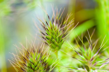 Doğanın güzel çiçekli ve soyut arka planı. Bahar çiçekli çayır