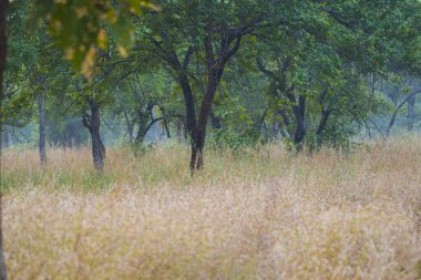 Panna Ulusal Parkı Ormanı, Hindistan.