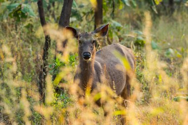 Ulusal Park Ormanı, Hindistan 'da geyik ya da çip..