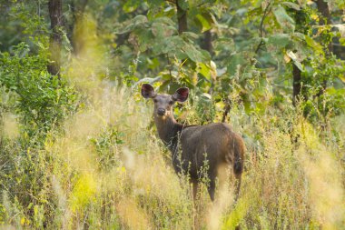 Ulusal Park Ormanı, Hindistan 'da geyik ya da çip..