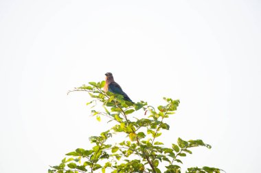 Hindistan, ormandaki bir ağaç dalındaki kuş..