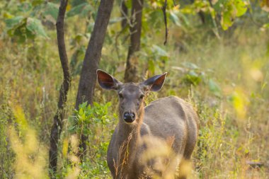 Ulusal Park Ormanı, Hindistan 'da geyik ya da çip..