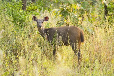 Ulusal Park Ormanı, Hindistan 'da geyik ya da çip..