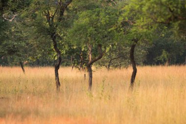 Panna Ulusal Parkı Ormanı, Hindistan.