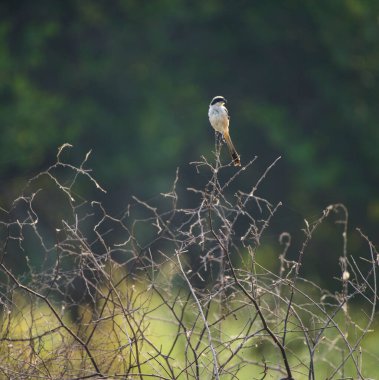 Hindistan, ormandaki bir ağaç dalındaki kuş..