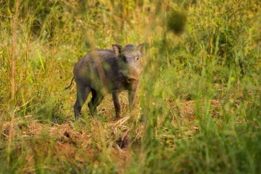 Ormanda yaban domuzu, Hindistan