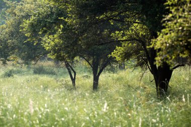 Panna Ulusal Parkı Ormanı, Hindistan.