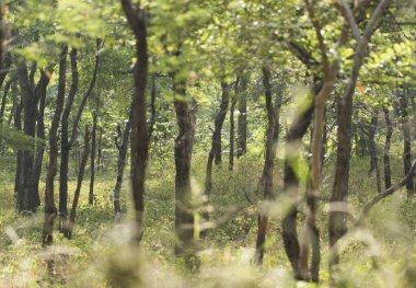 Panna Ulusal Parkı Ormanı, Hindistan.