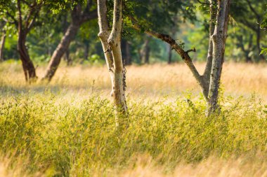 Panna Ulusal Parkı Ormanı, Hindistan.