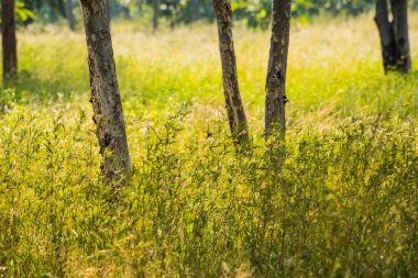 Panna Ulusal Parkı Ormanı, Hindistan.