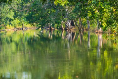 Panna Ulusal Parkı Ormanı, Hindistan.
