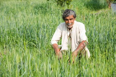 Hintli çiftçi tarlasında.