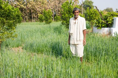 Hintli çiftçi tarlasında.