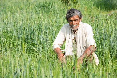 Hintli çiftçi tarlasında.