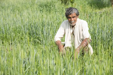 Hintli çiftçi tarlasında.
