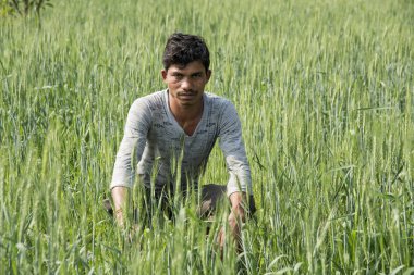 Hintli çiftçi tarlasında.