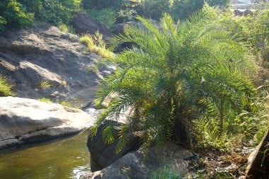 Dağ Ormanı, nehir, kaya manzarası. Kayalıklardaki orman nehri, su akıntısı