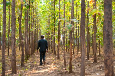 Ormandaki mutlu kıdemli adam ve doğanın tadını çıkar.