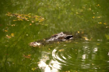 Bir timsahın yakınına.