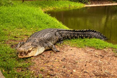 Timsahlar ya da timsahlar güneşin tadını çıkarıyor..