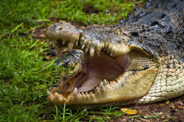 Bir timsahın yakınına.