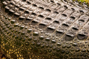 Bir timsahın yakınına.