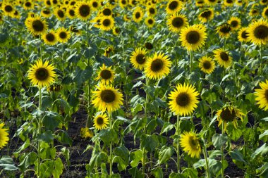 Hindistan 'da ayçiçeği tarlası.