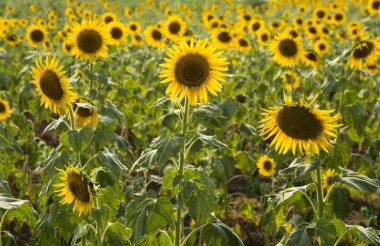 Hindistan 'da ayçiçeği tarlası.