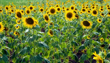 Hindistan 'da ayçiçeği tarlası.