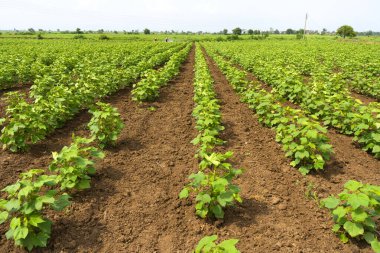 Hindistan 'da yeşil pamuk tarlası