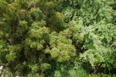 Azadirachta indica - Neem ağacı yapraklarının bir dalı. Doğal Tıp.