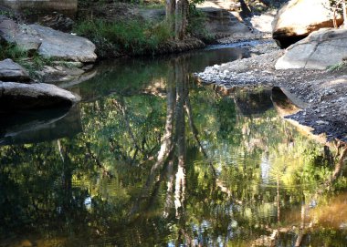 Ormandaki nehir suyunun yansıması