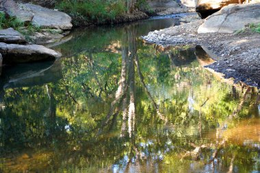 Ormandaki nehir suyunun yansıması