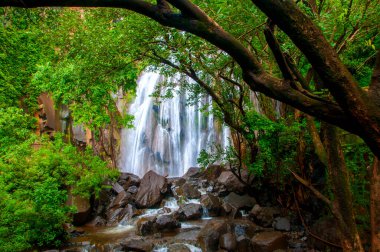Ormanda güzel bir şelale.