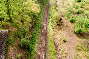 Indian train and tracks in forest